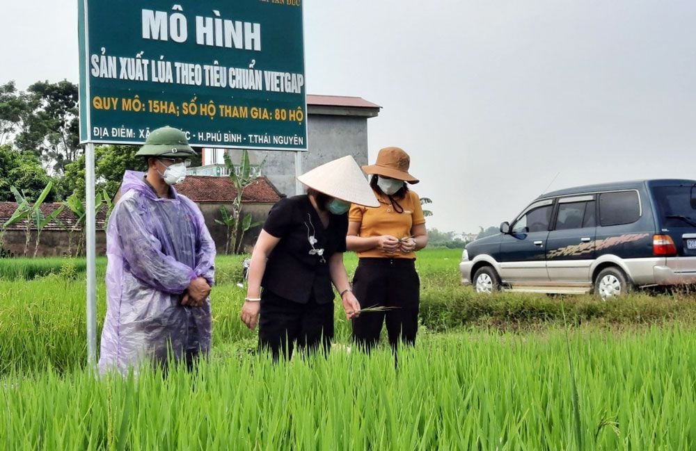 Mô hình VietGap