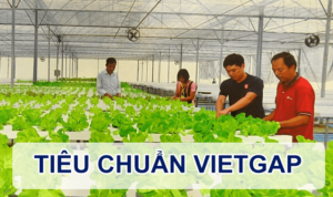 Tiểu chuẩn VietGap là gì? Những thông tin hữu ích cho bạn và cho tôi