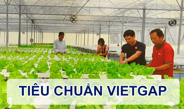 Tiêu chuẩn VietGap là gì