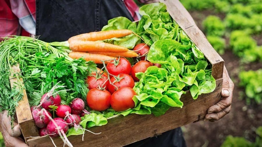 vai trò của tiêu chuẩn VietGap