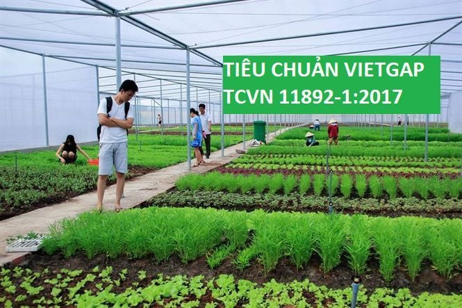 Tiêu chuẩn VietGap trồng trọt